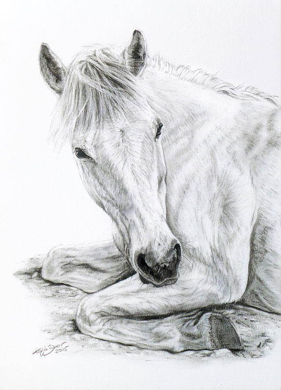 Pferdezeichnungen und Pferdeportraits von Katja Sauer
