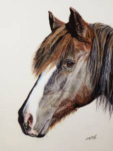 Pferdeportraits in Pastellkreide / Horse portraits in soft pastels (24 cm x 32 cm)