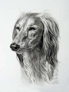 Hundezeichnungen in Kohle / Dog paintings in charcoal (30 cm x 40 cm)