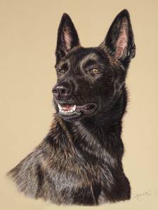Hundezeichnungen in Pastellkreide / Dog paintings in soft pastels (30 cm x 40 cm)