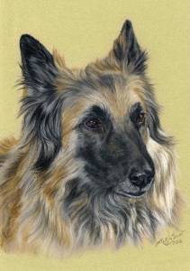 Hundezeichnungen in Pastellkreide / Dog paintings in soft pastels (16 cm x 24 cm)