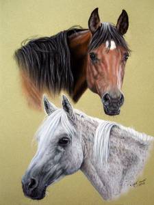 Pferdezeichnungen / Horse paintings - Araber / Arabian horses BAHIRA und BAHRA
