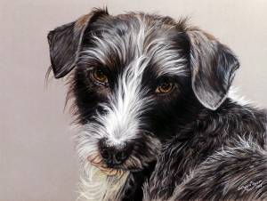 Hundeportraits in Pastellkreide / Dog portraits in soft pastels (30 cm x 40 cm)