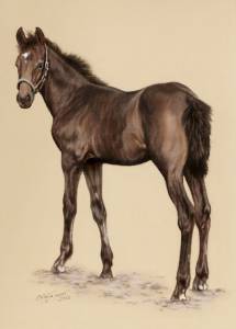 Pferdezeichnungen in Pastellkreide / Horse paintings in soft pastels (24 cm x 32 cm)