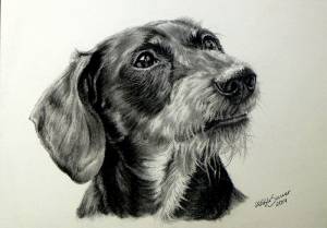 Hundezeichnungen in Kohle / Dog paintings in charcoal (15 cm x 21 cm)