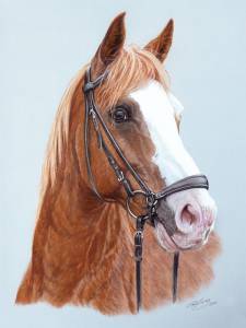 Pferdezeichnungen in Pastellkreide / Horse paintings in soft pastels (30 cm x 40 cm)