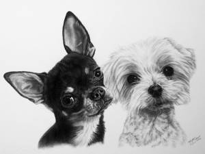 Hundezeichnungen in Kohle / Dog paintings in charcoal (30 cm x 40 cm)