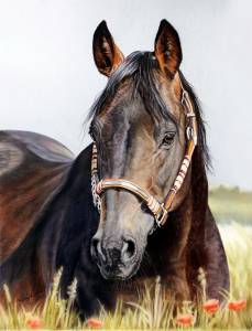 Pferdezeichnungen in Pastellkreide / Horse paintings in soft pastels (24 cm x 32 cm)