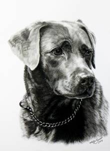Hundezeichnungen in Kohle / Dog paintings in charcoal (21 cm x 30 cm)
