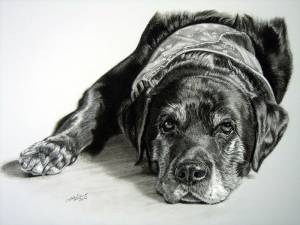 Hundeportraits in Kohle / Dog portraits in charcoal (21 cm x 30 cm)