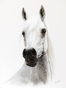 Pferdezeichnungen in Pastellkreide / Horse paintings in soft pastels (40 cm x 50 cm)