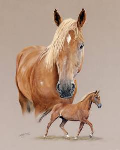 Pferdezeichnungen in Pastellkreide / Horse paintings in soft pastels (40 cm x 50 cm)