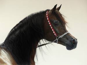 Araberhengst Gazal Al Shaqab in Pastellkreide / Arabian stallion Gazal Al Shaqab in soft pastels (40 cm x 50 cm)