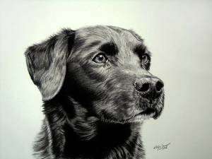 Hundeportraits in Kohle / Dog portraits in charcoal (21 cm x 30 cm)