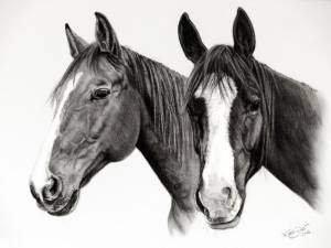Pferdezeichnungen in Kohle / Horse paintings in charcoal (30 cm x 40 cm)
