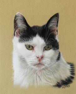 Katzenportraits in Pastellkreide / Cat portraits in soft pastels (24 cm x 32 cm)