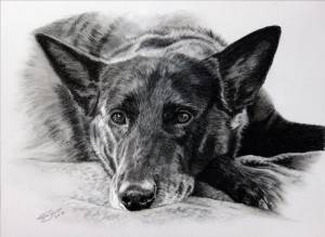 Hundezeichnungen in Kohle / Dog paintings in charcoal (21 cm x 30 cm)