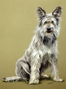 Hundeportraits in Pastellkreide / Dog portraits in soft pastels (40 cm x 50 cm)