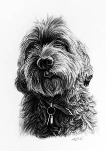 Hundezeichnungen in Kohle / Dog paintings in charcoal (30 cm x 40 cm)