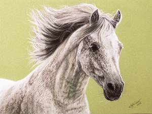 Pferdeportraits in Pastellkreide / Horse portraits in soft pastels (24 cm x 32 cm)