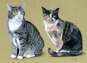 Katzenportraits in Pastellkreide / Cat paintings in soft pastels (30 cm x 40 cm)