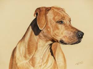Hundezeichnungen in Pastellkreide / Dog paintings in soft pastels (24 cm x 32 cm)