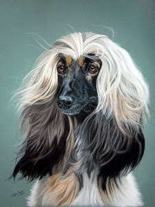 Hundezeichnungen in Pastellkreide / Dog paintings in soft pastels (50 cm x 65 cm)