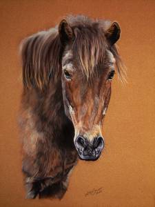 Pferdeportraits / Horse portraits - Islandpony / Icelandic horse