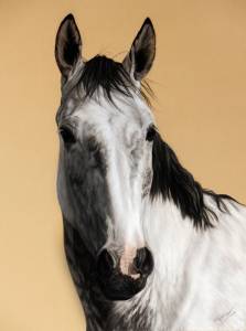 Pferdeportraits in Pastellkreide / Horse paintings in soft pastels (30 cm x 40 cm)