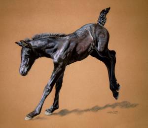Pferdeportraits / Horse portraits - Friese / Frisian horse JIMKJE VOM SEENLAND