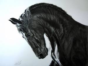 Pferdezeichnungen / Horse paintings - Friese / Frisian horse JOUKE