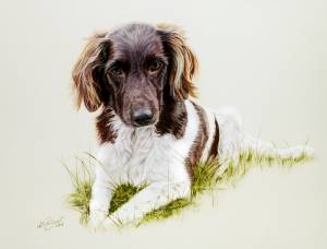 Hundeportraits in Pastellkreide / Dog portraits in soft pastels (24 cm x 32 cm)