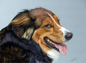 Hundeportraits in Pastellkreide / Dog paintings in soft pastels (30 cm x 40 cm)