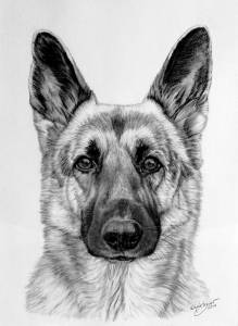Hundeportraits in Kohle / Dog portraits in charcoal (21 cm x 30 cm)