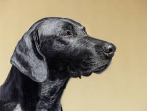 Hundezeichnungen in Pastellkreide / Dog paintings in soft pastels (30 cm x 40 cm)