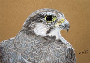Wildtiere in Pastellkreide / Wildlife in soft pastels (16 cm x 24 cm) - Special thanks to Emmanuel Keller