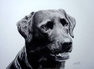 Hundeportraits in Kohle / Dog portraits in charcoal (21 cm x 30 cm)