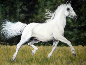 Pferdezeichnungen / Horse paintings - Lipizzaner / Lipizzan horse BATOSA