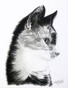 Katzenzeichnungen in Kohle (15 cm x 21 cm)