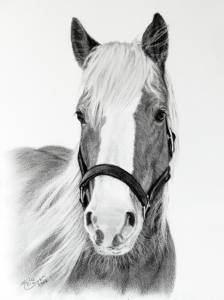 Pferdezeichnungen in Kohle / Horse paintings in charcoal (21 cm x 30 cm)
