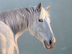 Pferdeportraits in Pastellkreide / Horse portraits in soft pastels (50 cm x 65 cm)