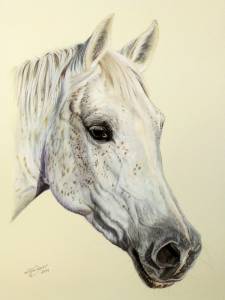 Pferdeportraits in Pastellkreide / Horse portraits in soft pastels (24 cm x 32 cm)