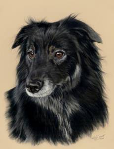 Hundezeichnungen in Pastellkreide / Dog paintings in soft pastels (24 cm x 32 cm)
