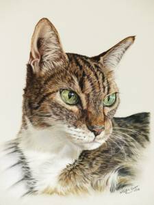 Katzenzeichnungen in Pastellkreide / Cat portraits in soft pastels (24 cm x 32 cm)