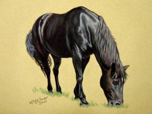 Pferdeportraits in Pastellkreide / Horse portraits in soft pastels (16 cm x 24 cm)