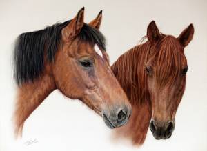 Pferdezeichnungen in Pastellkreide / Horse paintings in soft pastels (30 cm x 40 cm)