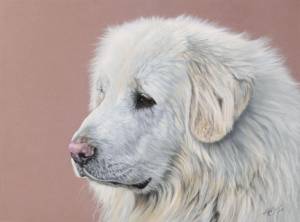 Hundeportraits in Pastellkreide / Dog paintings in soft pastels (30 cm x 40 cm)