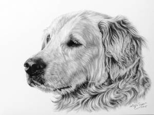 Hundeportraits in Kohle / Dog portraits in charcoal (21 cm x 30 cm)