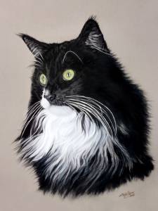 Katzenzeichnungen in Pastellkreide / Cat portraits in soft pastels (30 cm x 40 cm)