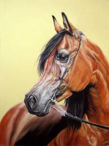 Pferdeportraits / Horse portraits - Araber / Arabian horse PELENG